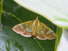 Glyphodes pyloalis