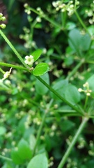 Rubia lanceolata
