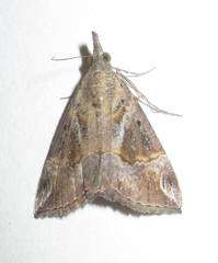 Hypena varialis
