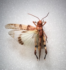 Trimerotropis bifasciata