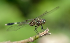 Orthetrum sabina