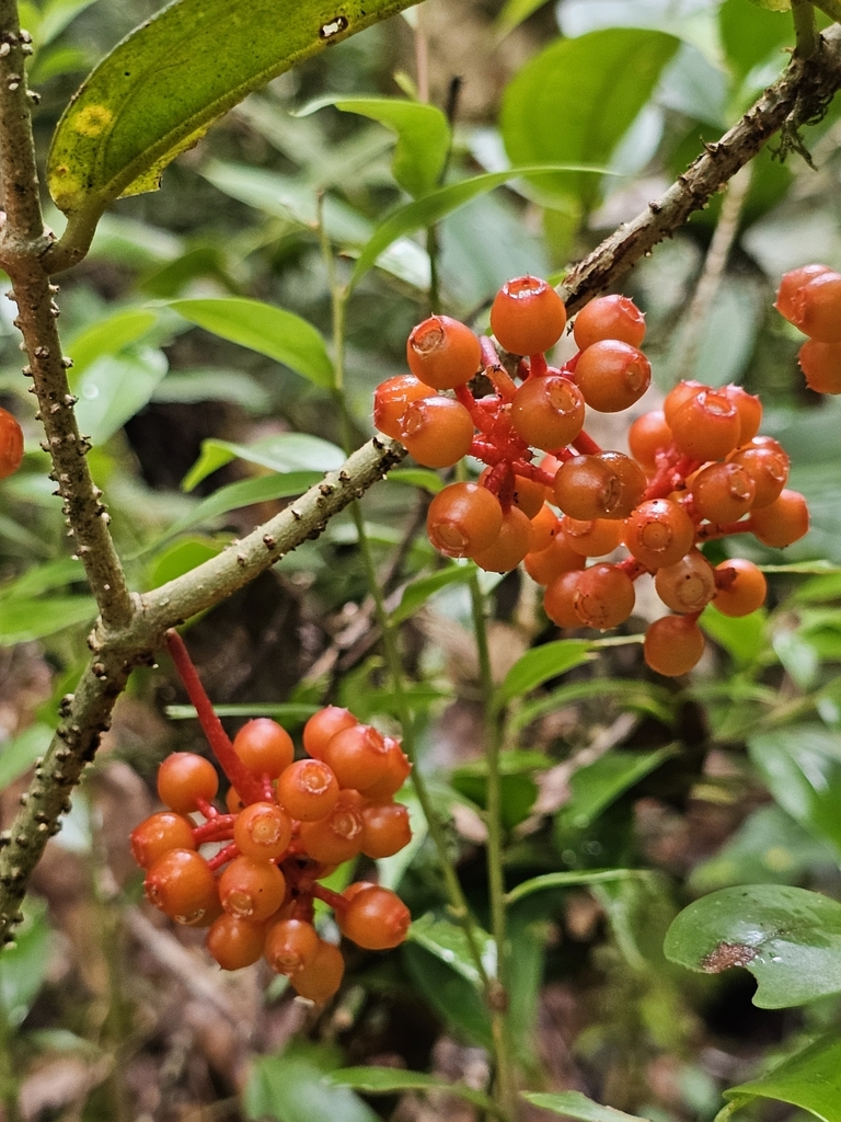 Medinilla beamanii