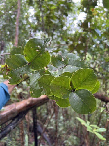 Calyptrogenia biflora, 2024-02-02