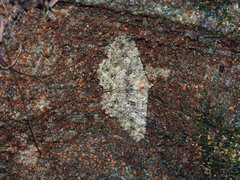 Racotis boarmiaria