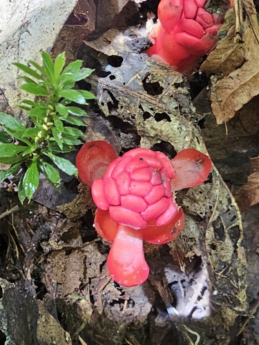 Balanophora reflexa (Balanophora reflexa)
