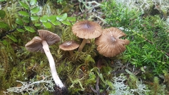 Inocybe calocephala