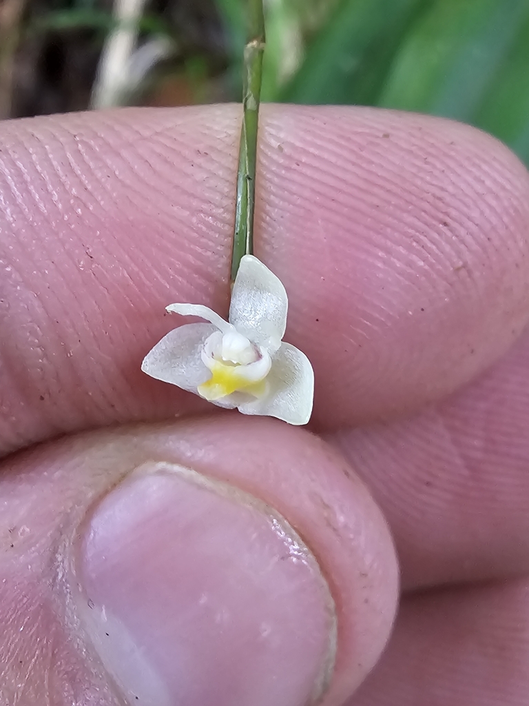 Dendrobium kurashigei