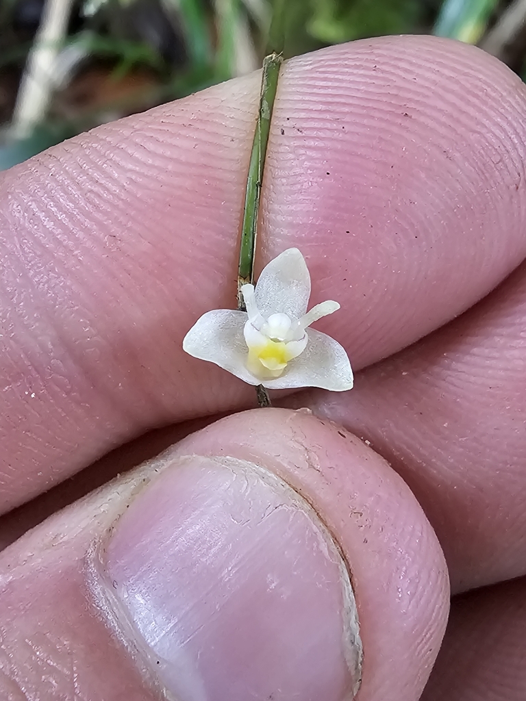 Dendrobium kurashigei T.Yukawa 4