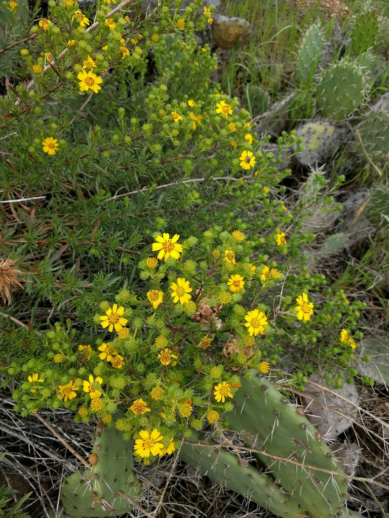 Greene's tarweed