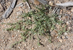 Pectocarya penicillata