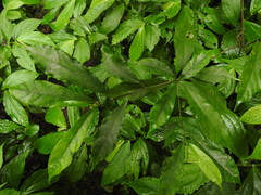 Ficus formosana