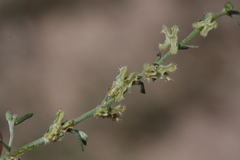 Pectocarya penicillata