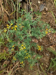 Acmispon dendroideus dendroideus