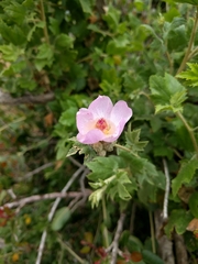 Malacothamnus fasciculatus catalinensis