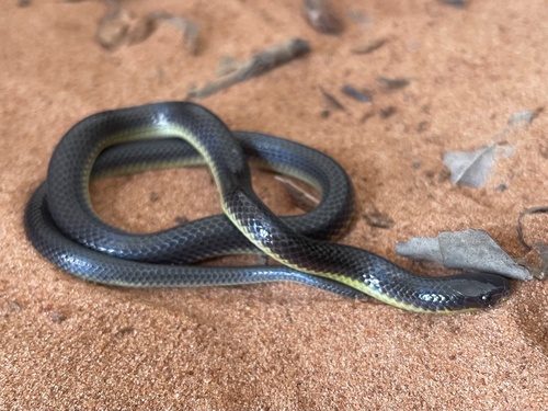 Albuquerque Ground Snake