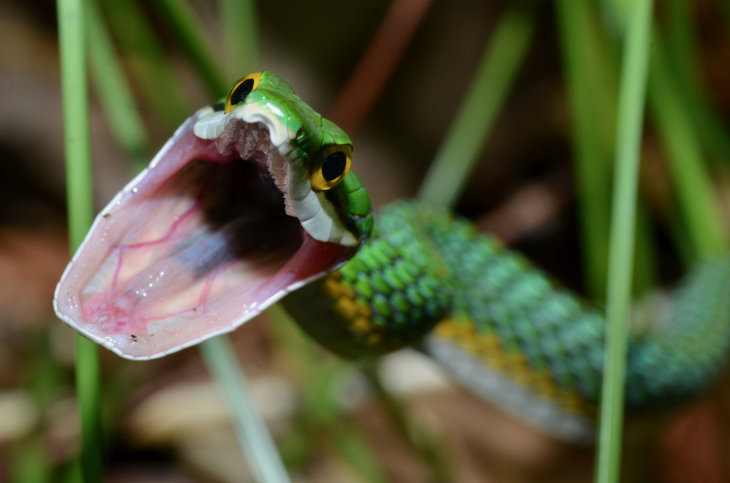 Giant Parrot Snake From Sania, Apatou, Guyane Française On February 2 