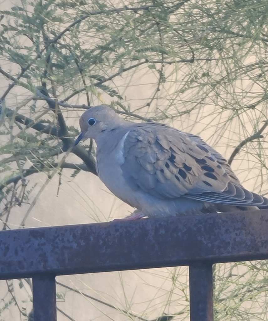 Mourning Dove from Miramonte at the River, Tucson, AZ, USA on February
