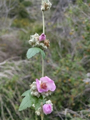 Malacothamnus fasciculatus catalinensis