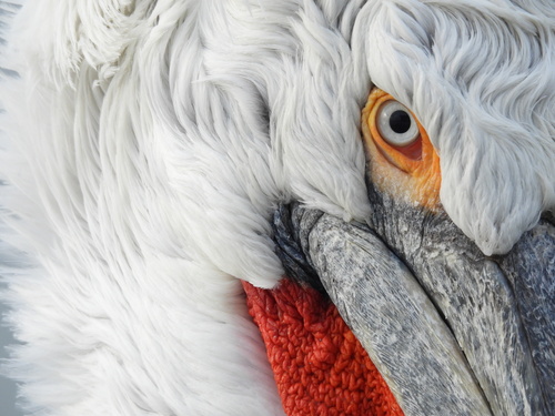 Dalmatian Pelican, photo 10 of 10