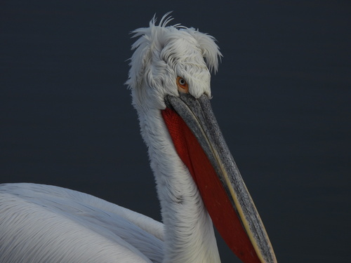 Dalmatian Pelican, photo 8 of 10