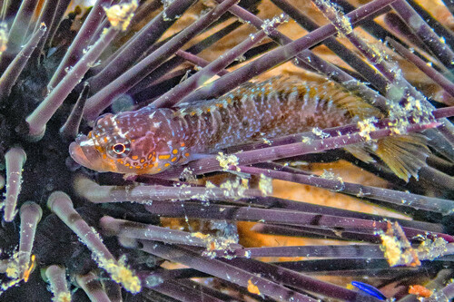 Checkered blenny (Starksia ocellata) — Labrisomidae