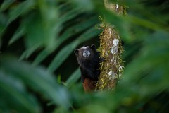 Saguinus weddelli weddelli