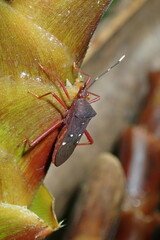 Leptoscelis quadrisignatus image