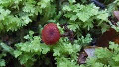 Dermocybe