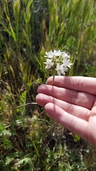 Allium haematochiton