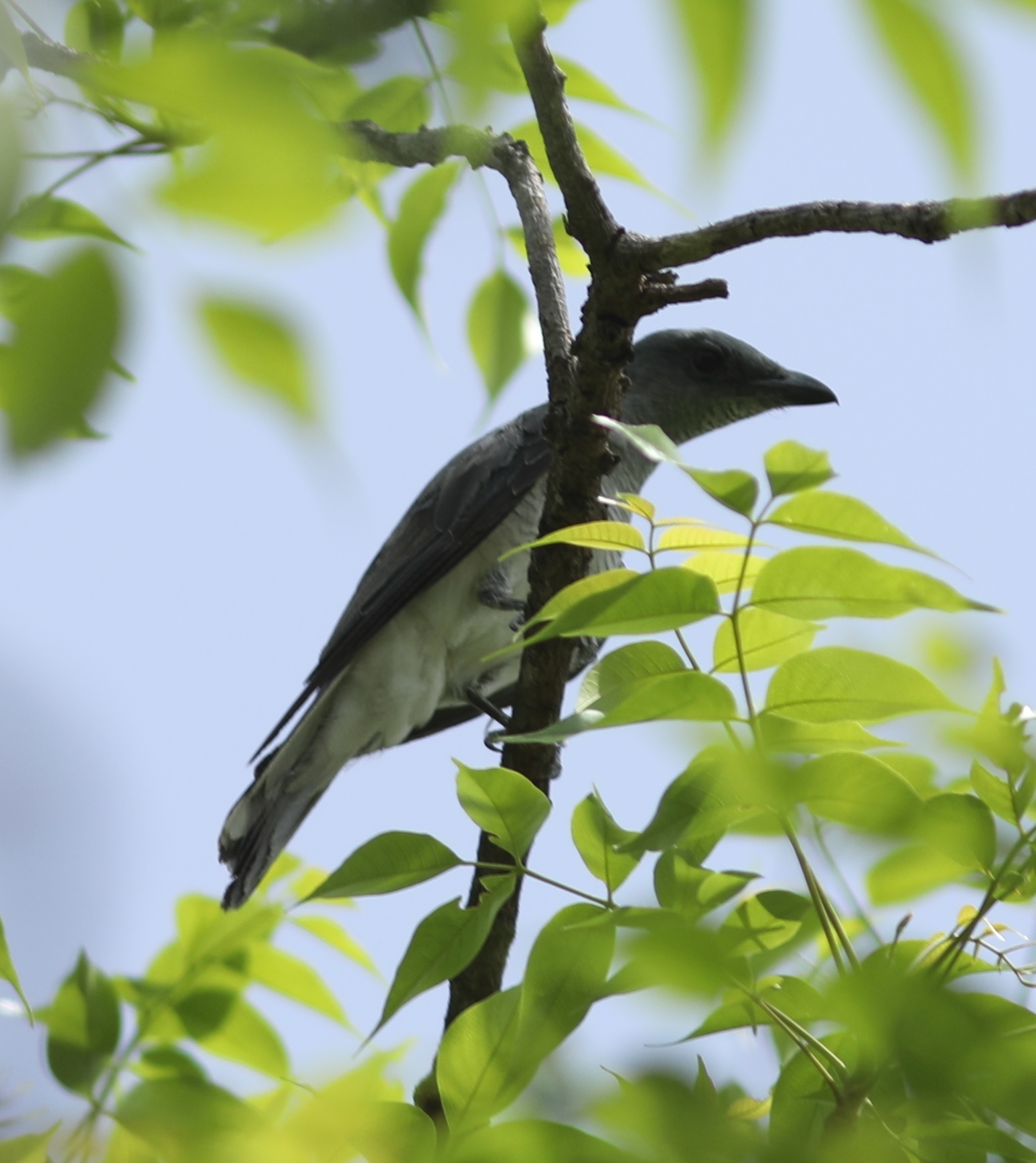 Large Cuckooshrike