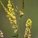 Yellow Sweetclover - Photo (c) Jay Pruett, some rights reserved (CC BY-NC), uploaded by Jay Pruett