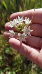 Allium haematochiton