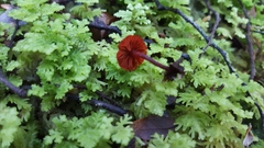 Dermocybe