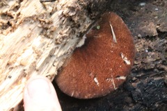 Crepidotus fuscovelutinus