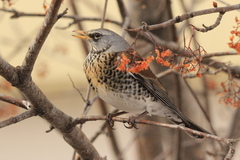 Fieldfare photo 2
