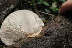 Crepidotus fuscovelutinus