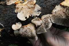 Crepidotus fuscovelutinus