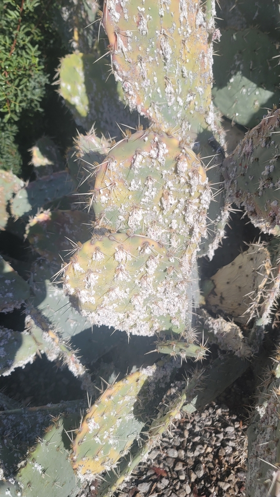 Cochineal Scale Bugs from Miramonte at the River, Tucson, AZ, USA on