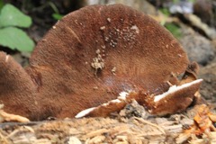 Crepidotus fuscovelutinus