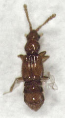 Stenosagola connata