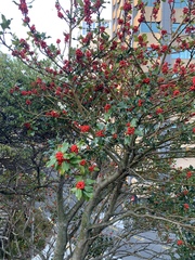 Ilex aquifolium