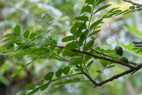 Foto de Ciriguela