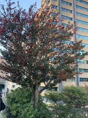 Ilex aquifolium