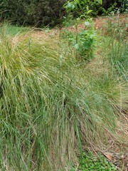 Festuca californica
