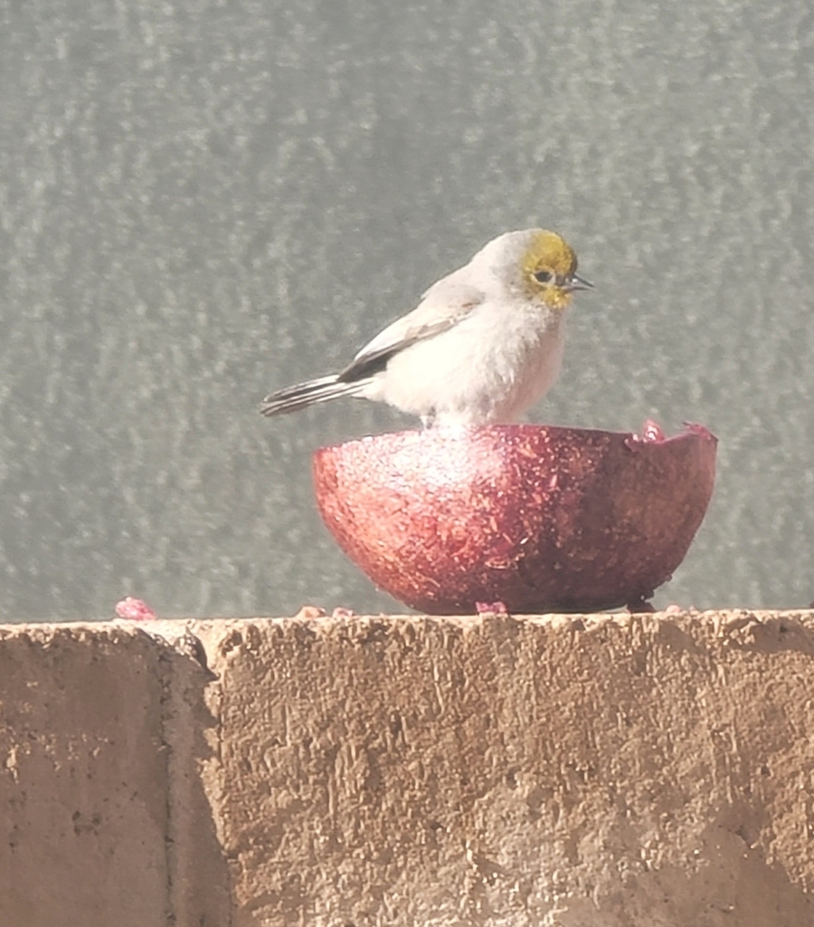 Verdin from Miramonte at the River, Tucson, AZ, USA on February 2, 2024