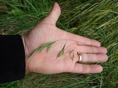 Festuca californica