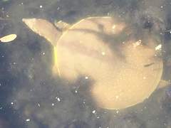 Apalone spinifera guadalupensis