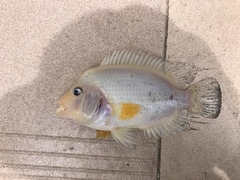 Amphilophus citrinellus