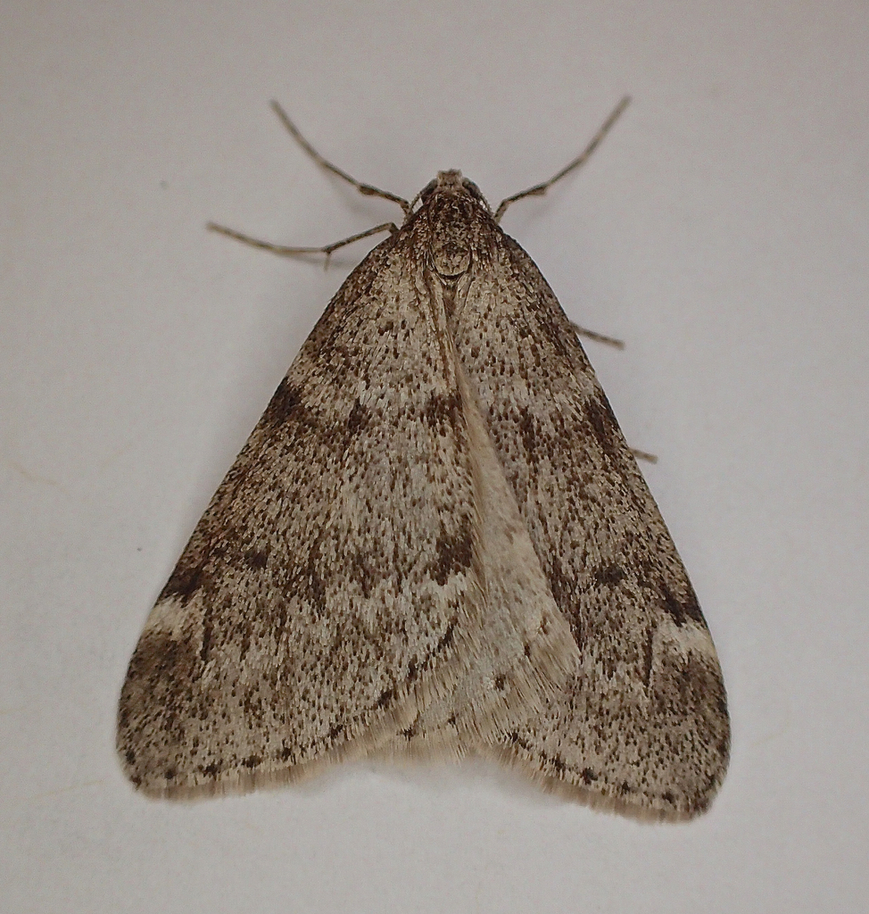 Alsophilini
