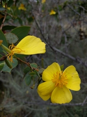 Dendromecon harfordii